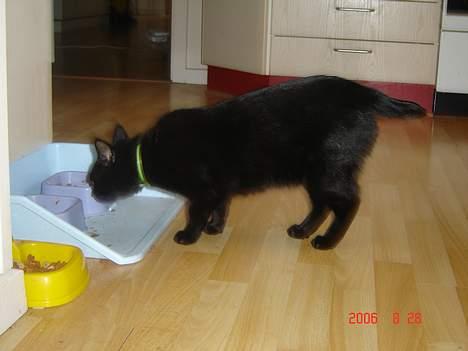 Huskat Speedy billede 5