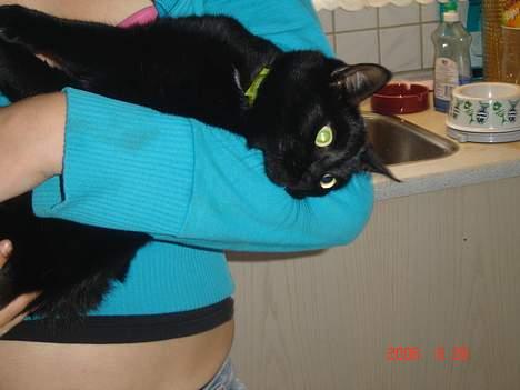 Huskat Speedy billede 7