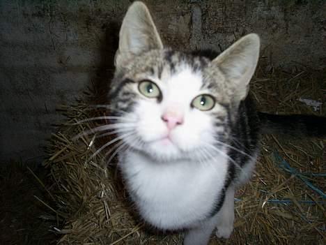 Huskat Eigil billede 1