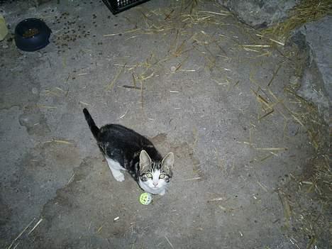 Huskat Eigil billede 2