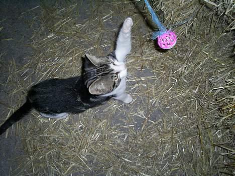 Huskat Eigil billede 3