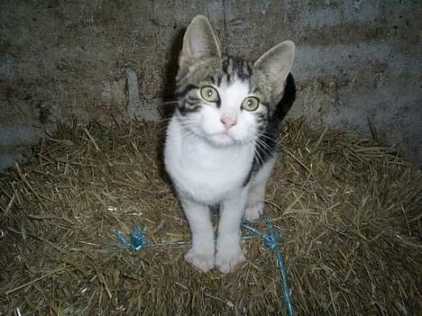 Huskat Eigil billede 4