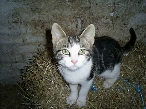 Huskat Eigil billede 5