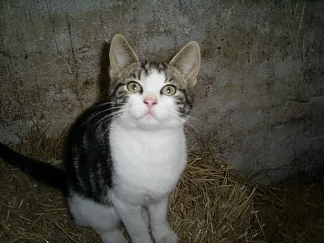 Huskat Eigil billede 6