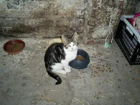 Huskat Eigil billede 7