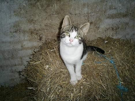 Huskat Eigil billede 8