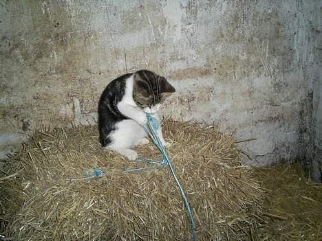 Huskat Eigil billede 9