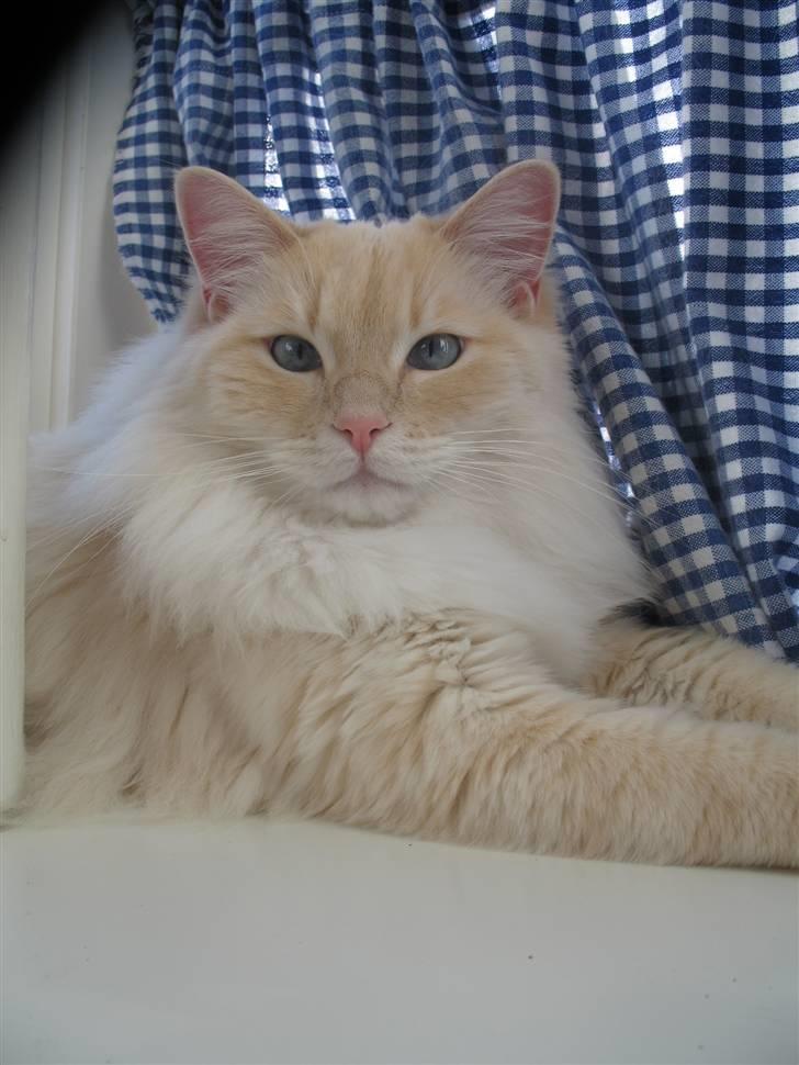 Ragdoll Kaizer - Min smukke creme-Kaizer :D billede 6