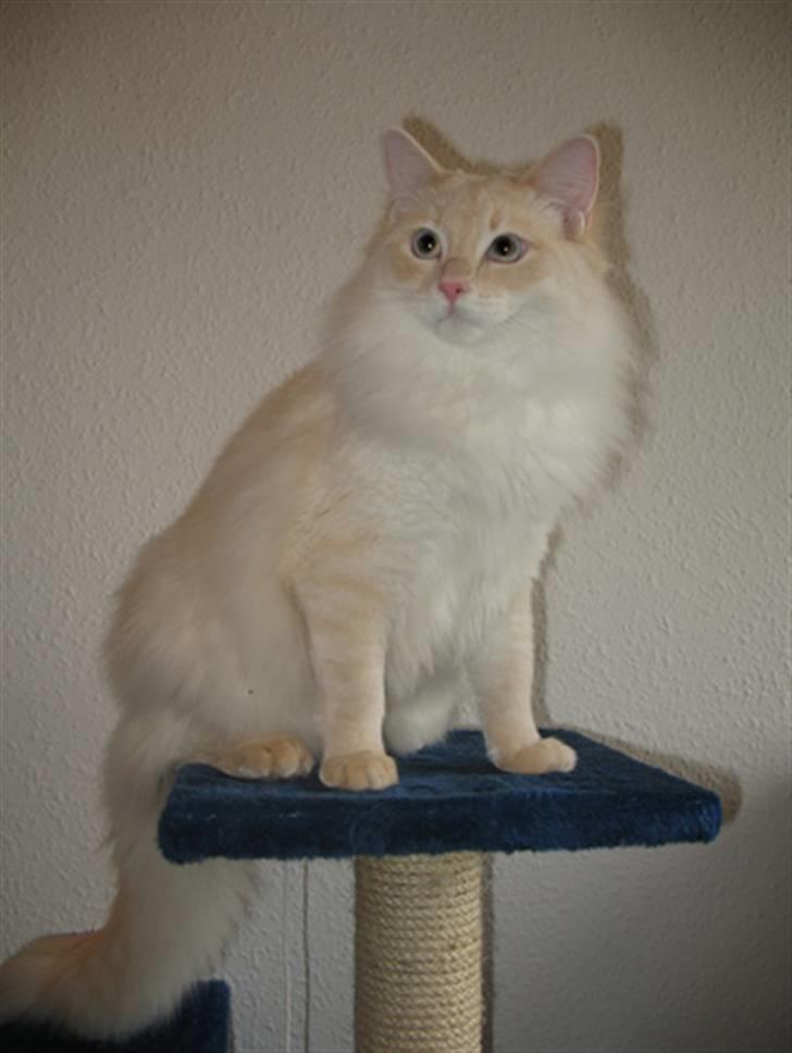 Ragdoll Kaizer - Flotte Kaizer 1 år! billede 5