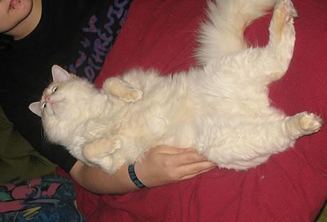 Ragdoll Kaizer - Typisk Kaizer - en rigtig puttetrold :) billede 16