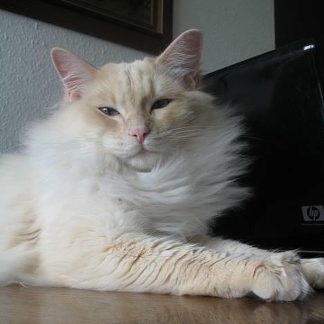 Ragdoll Kaizer - "Se min nye manke" billede 12