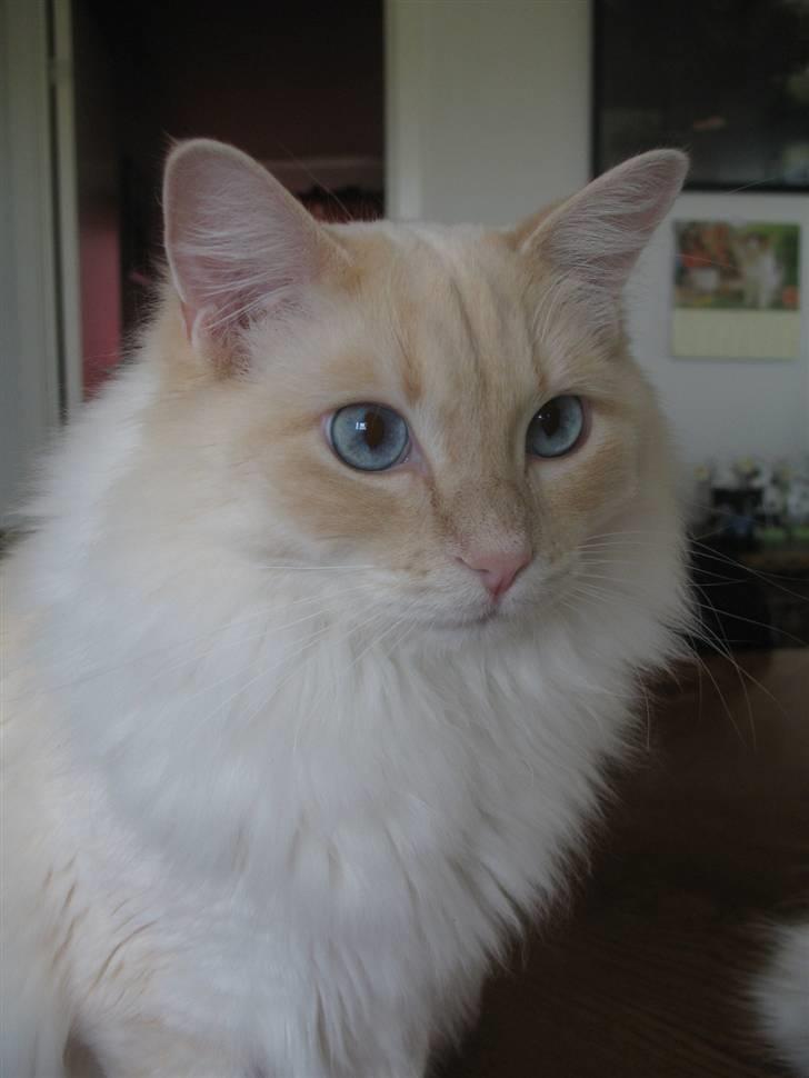Ragdoll Kaizer - Mere og mere creme for hver dag - Sikke flot han er blevet! billede 7