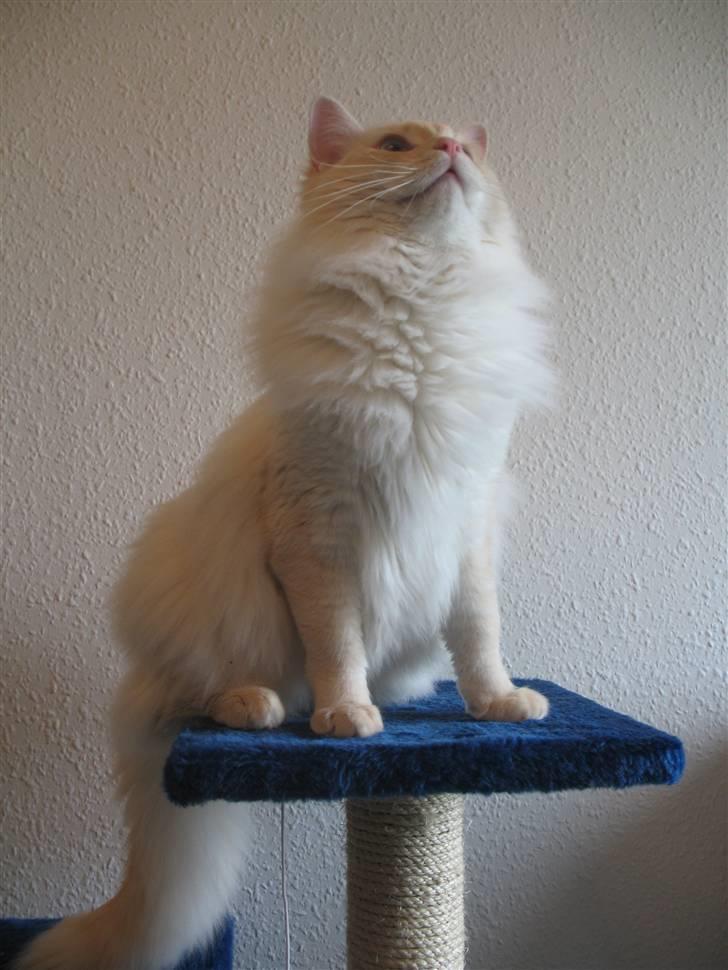 Ragdoll Kaizer - Hvor er du dog en lækker kat, kaizer :D billede 11