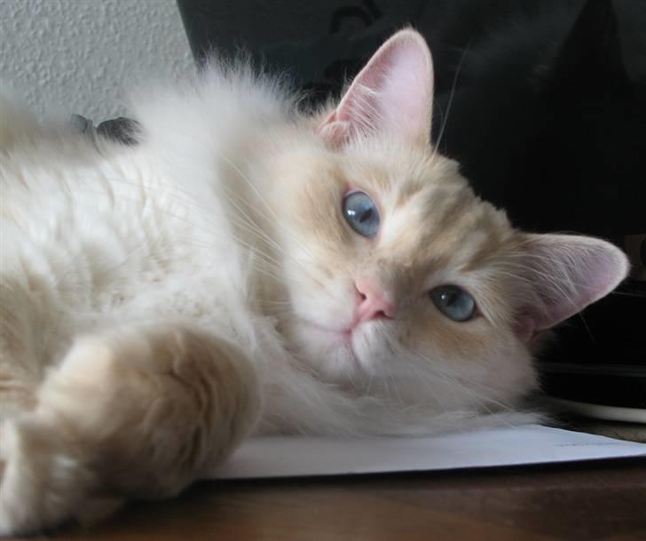 Ragdoll Kaizer - Stadig bare en stor killing ;D billede 17