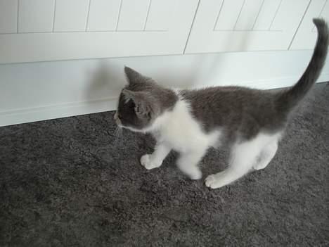 Huskat Kelly - Undersøge, undersøge.. billede 7