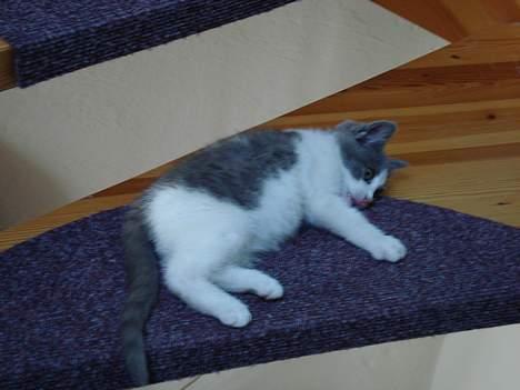 Huskat Kelly - ARGH! Gå i dækning! billede 8