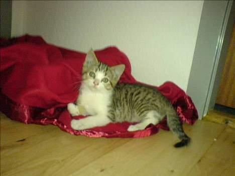 Blanding af racer Paprika - Hun indtager mere og mere af lejligheden... Her har hun været hos mig i 4 dage :-) billede 3