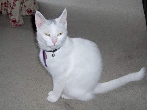 Huskat Tut - Jeg er smuk, synes du ikke også det?? billede 13