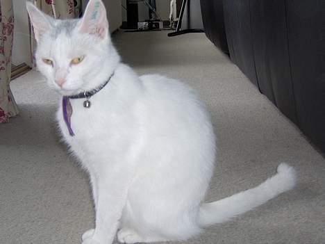 Huskat Tut - Hey, det er altså mig der bestemmer hvornår du skal tage det billede... billede 14