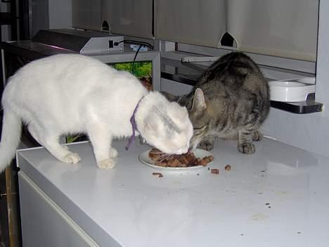 Huskat Tut - Flyt dig lidt brormand, jeg er sulten.. billede 15