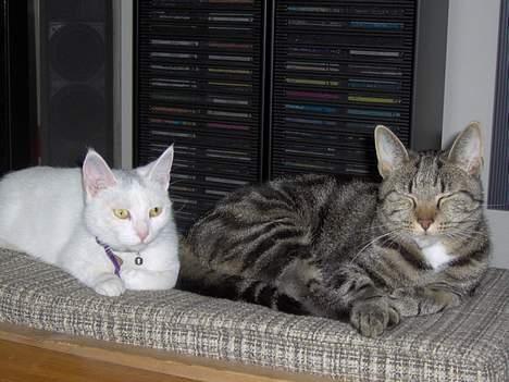 Huskat Tut - Ha, jeg fik bare lov at ligge ved brormand Twister..  billede 16