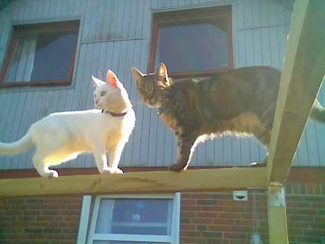 Huskat Tut - Så er min dejlige bror Twister ved at lære mig at gå på line.. billede 17