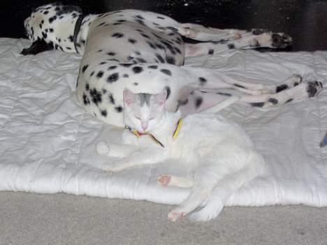 Huskat Tut - Det er nu også dejligt at ligge sammen med dalmatinerhunden Rico foran brændeovnen.. billede 18