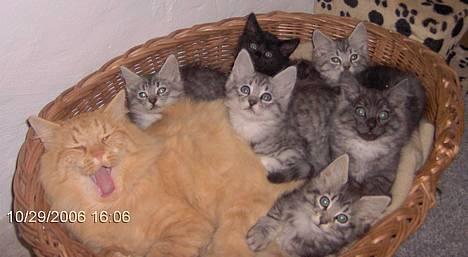 Blanding af racer 6linger  - Far og de 6 killinger billede 1