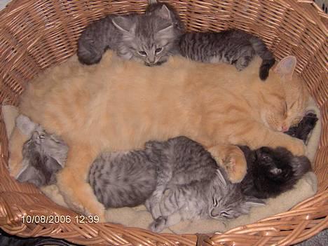 Blanding af racer 6linger  - En dag lå der en stor rød kat i vores seng, det var vores far... billede 2