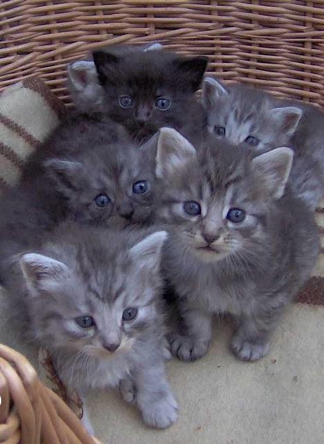 Blanding af racer 6linger  - Familiehygge billede 3