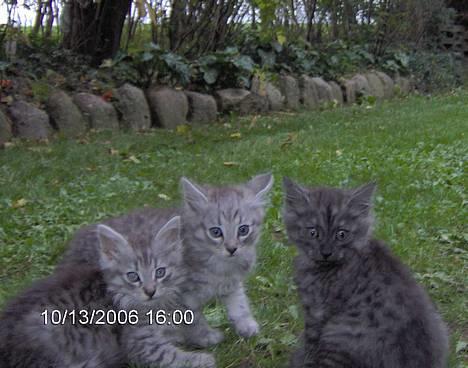 Blanding af racer 6linger  - Ude på ballade billede 4