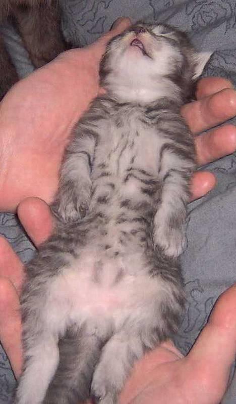 Blanding af racer 6linger  - Meget træt killing billede 6