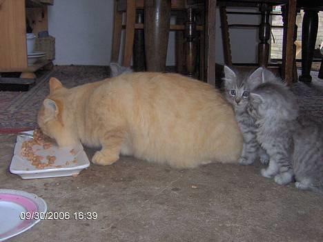 Blanding af racer 6linger  - En dag kom vores far forbi.... billede 8