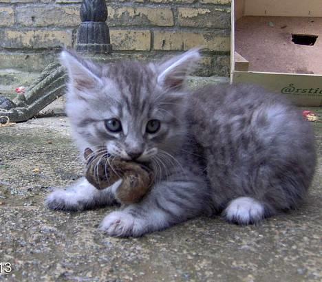 Blanding af racer 6linger  - Jeg hedder Mercur og jeg slipper aldrig den mus.. billede 9