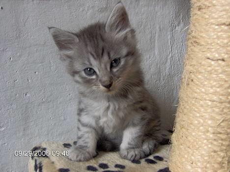 Blanding af racer 6linger  - Jeg hedder Platin og forveksles ofte med min bror Mercur billede 10