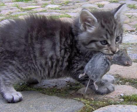 Blanding af racer 6linger  - Jeg hedder Sylvester og det er min mus billede 11