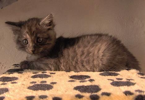 Blanding af racer 6linger  - Jeg hedder Titan kaldes også Tyksak billede 12