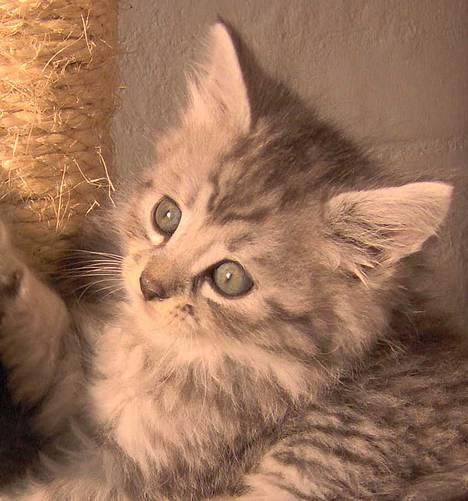 Blanding af racer 6linger  - Jeg hedder Silver og er nok den smukkeste billede 13