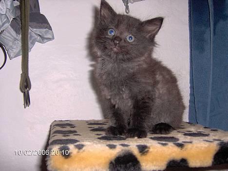 Blanding af racer 6linger  - Jeg hedder Pinnochio er dem mindste og ligner en Disney tegneseriefigur billede 14