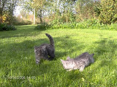 Blanding af racer 6linger  - Al-qaeda banden i haven billede 15