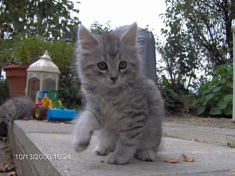 Blanding af racer 6linger  - Silver Cheetah billede 16