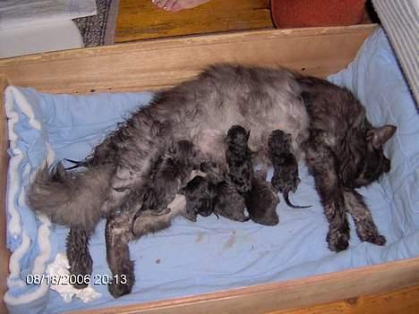 Blanding af racer 6linger  billede 17