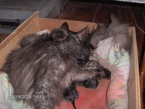 Blanding af racer 6linger  billede 18