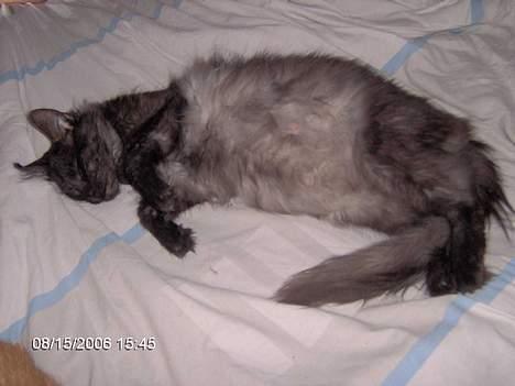 Blanding af racer 6linger  - Egentlig ikke så tyk, man tænker på at der er 6 derinde. billede 19