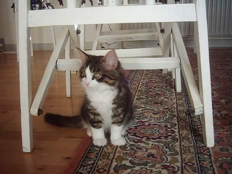 Blanding af racer trille - trille som lille <3 billede 1