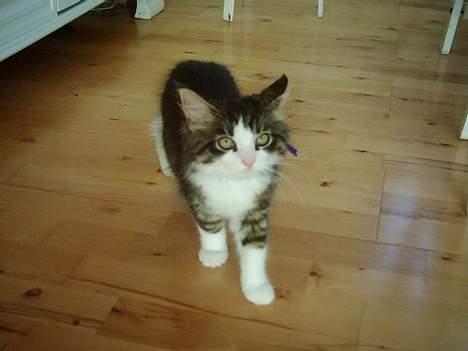 Blanding af racer trille - her er trille stadig lille :) billede 2