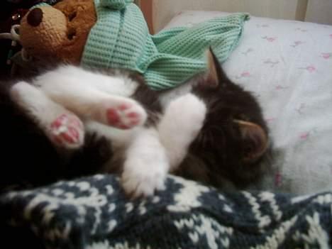 Blanding af racer trille - også her er hun en lille mis billede 3