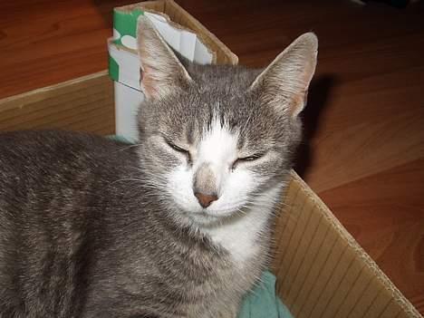 Blanding af racer ninna billede 1