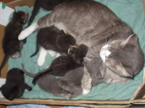 Blanding af racer ninna billede 2