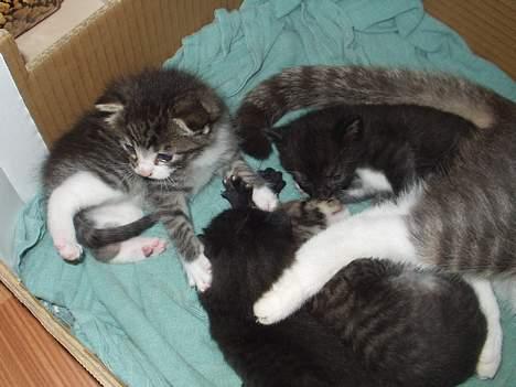 Blanding af racer ninna billede 3